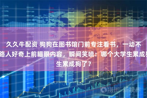 久久牛配资 狗狗在图书馆门前专注看书，一动不动，路人好奇上前瞄眼内容，瞬间笑喷：哪个大学生累成狗了？